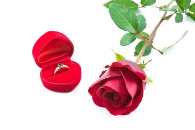 Close-up of red rose against white background