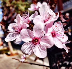 Close-up of pink flowers