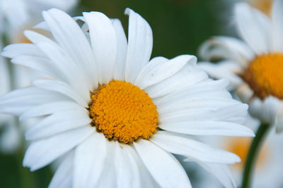 Close-up of yellow flower blooming outdoors