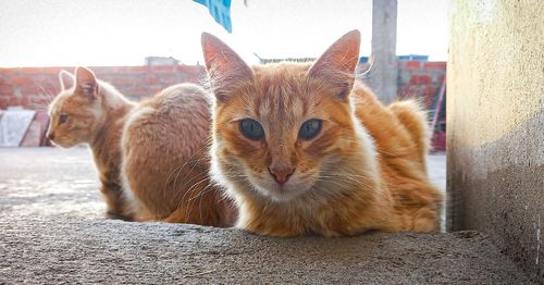 Portrait of a cat relaxing