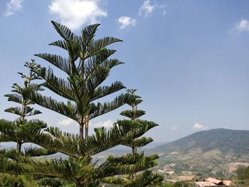 Low angle view of palm tree against sky