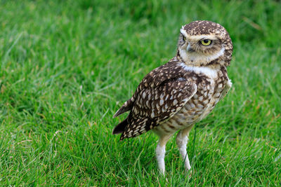 Close-up of a bird on field