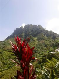 Close-up of red flower blooming against sky