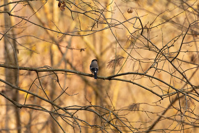 View of bird perching on branch