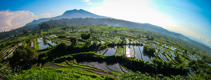 Scenic view of field against sky
