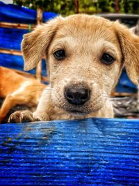 Close-up portrait of a dog