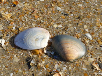 Close-up of seashell on pebbles at beach