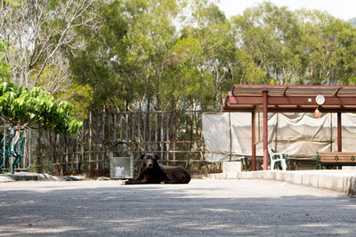 View of horse cart on street in city