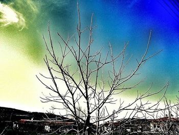 Low angle view of bare tree against blue sky