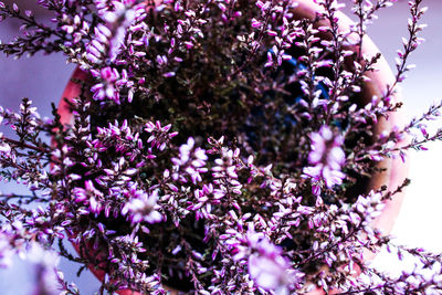 Close-up of purple flowers blooming on tree