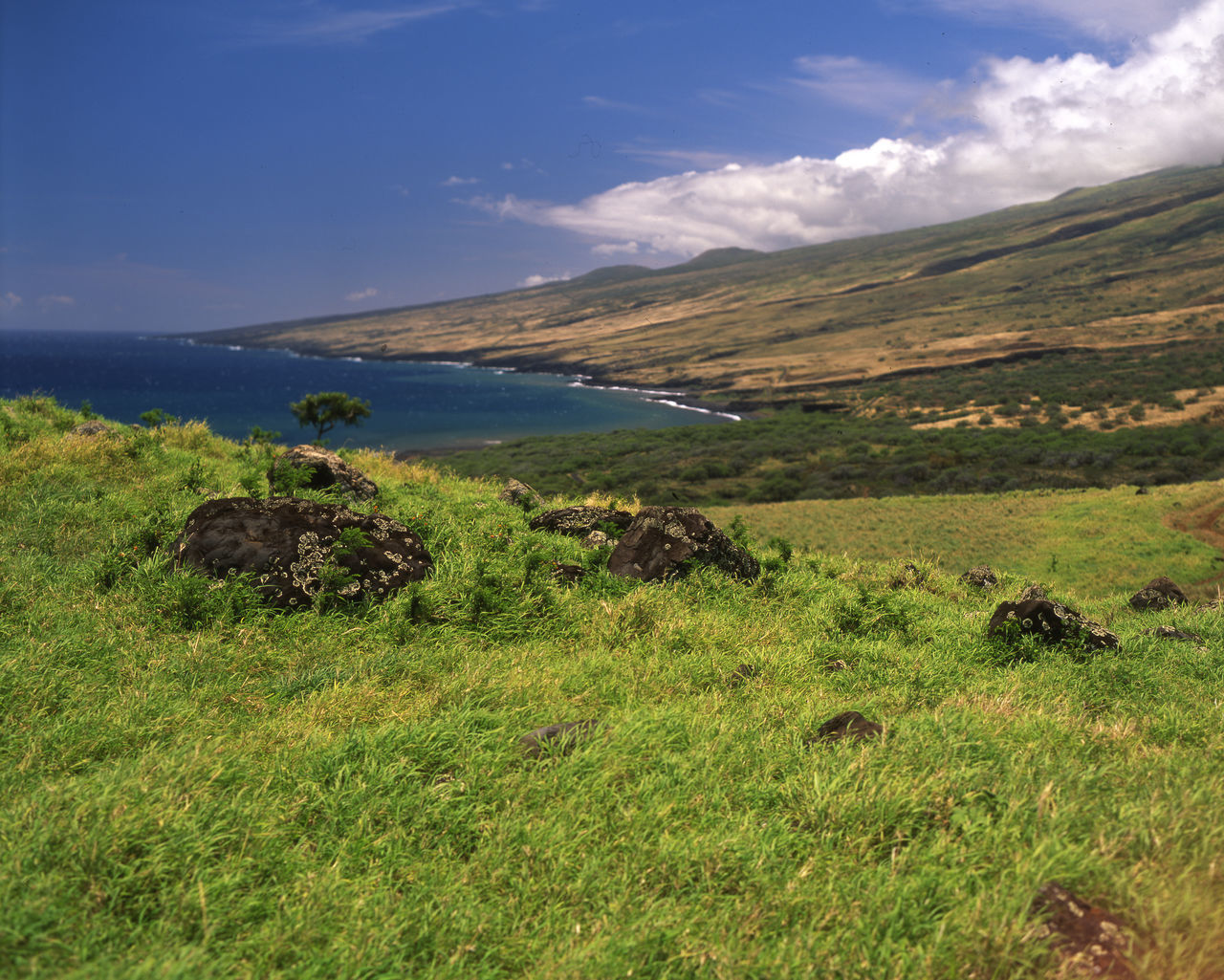 Lahaina rhodes