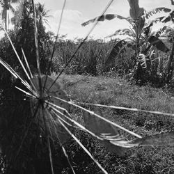 Plants growing in the dark