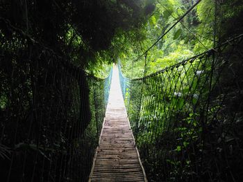 Walkway amidst trees in forest