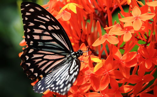 Common mime butterfly sucking nectar and pollinating flowers, butterfly garden in summer season