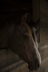 Close-up of a horse