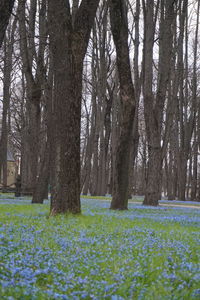 Scenic view of flowering trees on field