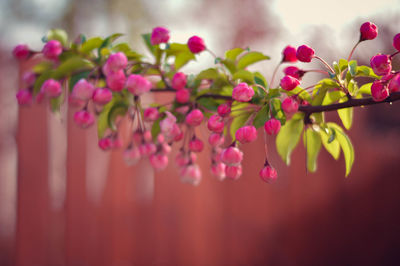 Close-up of pink flowers