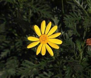 Close-up of yellow flower blooming outdoors