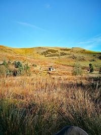 Scenic view of field against clear sky