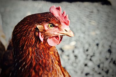 Close-up of rooster