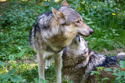 View of domestic wolves of franconian switzerland