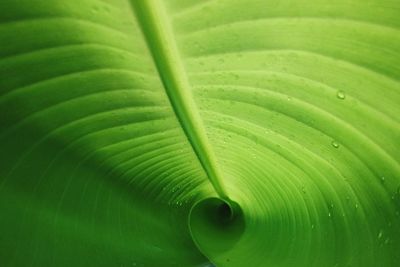 Close-up of wet green leaf