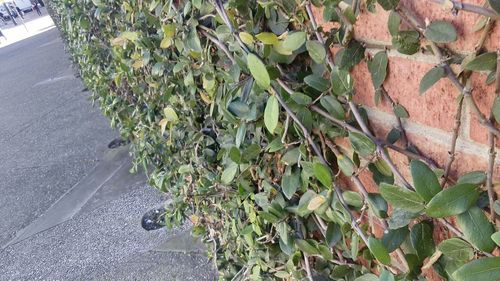 High angle view of leaves on road