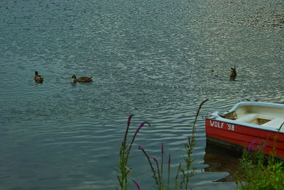 High angle view of ducks swimming in lake