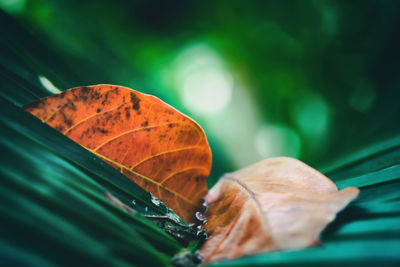 Close-up of dry leaves on plant