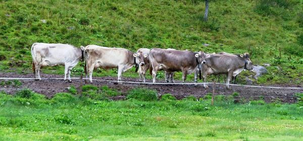 Horse grazing on grassy field