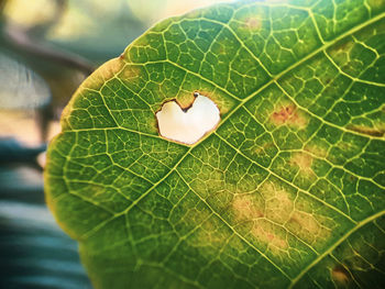 Close-up of insect on leaf