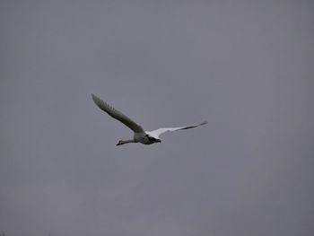 Low angle view of bird flying against clear sky