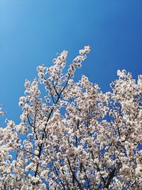 Low angle view of cherry blossom against blue sky