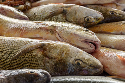 Close-up of fish for sale in market