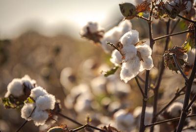 Close-up of white cherry blossoms in spring