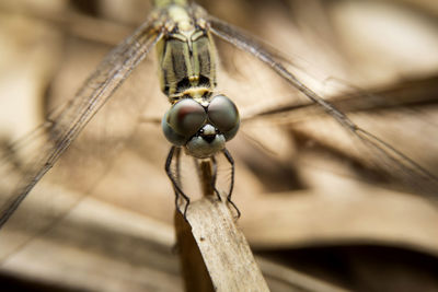 Close-up of spider on wood