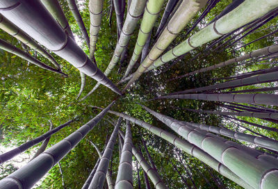 Low angle view of bamboo trees