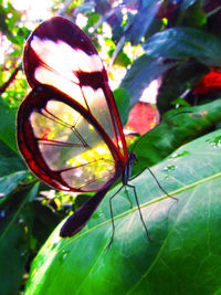 Close-up of butterfly on plant