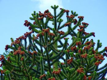 Low angle view of flowering tree against sky