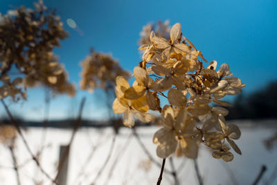 Close-up of flowers against blue sky