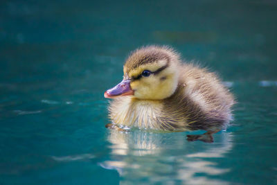 Duck swimming in lake