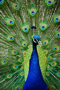 Close-up of peacock