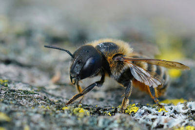 Detailed closeup on a mediterranean golden haired mason bee, osmia aurulenta