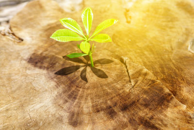 High angle view of small plant leaves