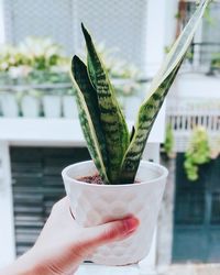 Close-up of hand holding leaf