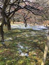 Trees growing on field