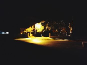 Illuminated trees at night