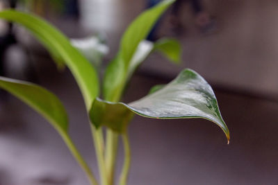 Close-up of green leaves