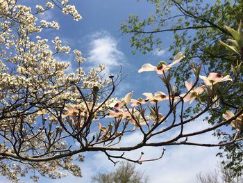 Low angle view of cherry blossoms against sky