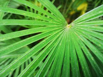 Full frame shot of raindrops on palm leaves